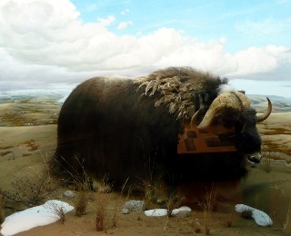 Beringa Museum Whitehorse-6