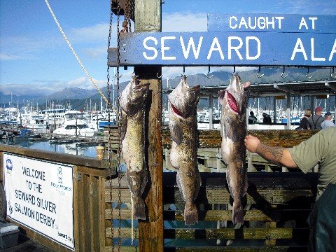 Seward Fischmarkt-6