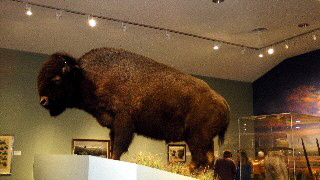 Buffalo Bill Museum-01