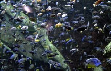 Georgia Aquarium-4
