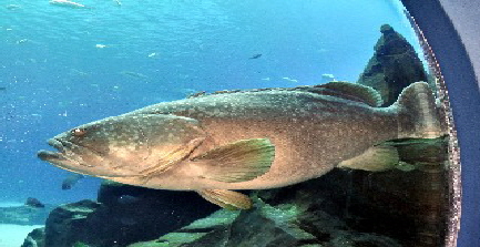 Georgia Aquarium-5