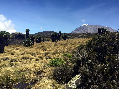 Kilimanjaro-15