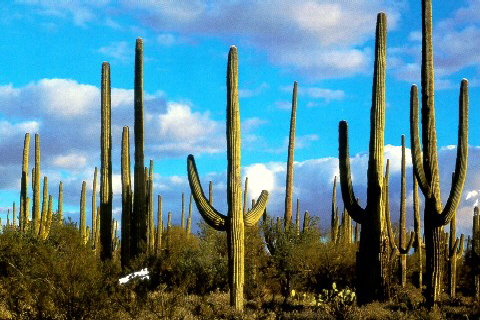 Phoenix 2002- Arizona 2