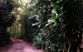 Trinidad-Dschungel-7