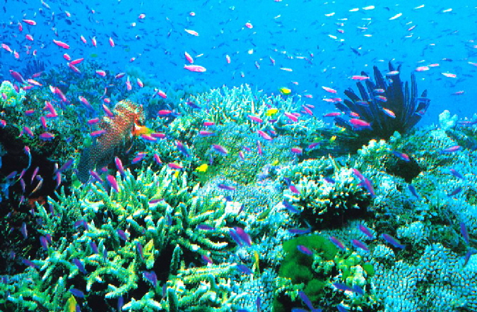 k-Australien 1996 - Cairns Ausfllug Great Barrier Reef-6