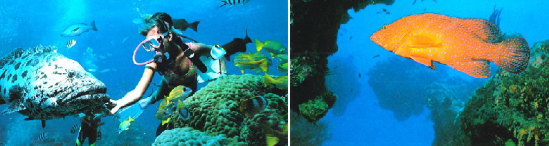 k-Australien 1996 - Cairns Ausfllug Great Barrier Reef-7