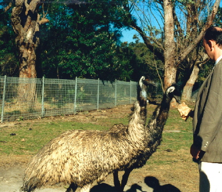 k-Australien 1996 - Tierwelt Emu-1
