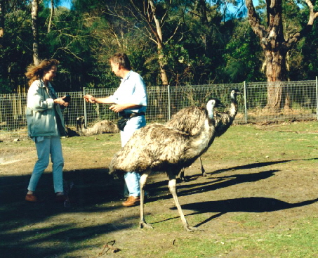 k-Australien 1996 - Tierwelt Emu-2