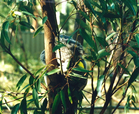 k-Australien 1996 - Tierwelt Koala-1