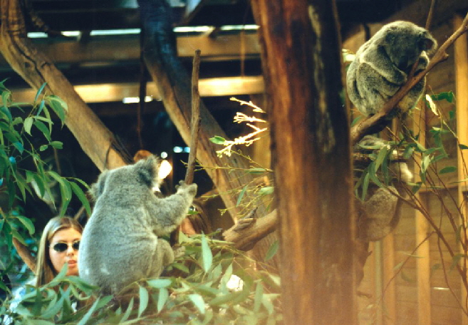 k-Australien 1996 - Tierwelt Koala-2