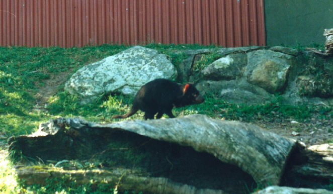 k-Australien 1996 - Tierwelt Tasmanischer Teufel