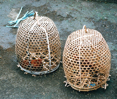 k-Bali 2000 - Hahnenkmpfe