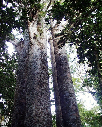 k-NZ 2005 - Tag 17 -Kauri Wald (2)