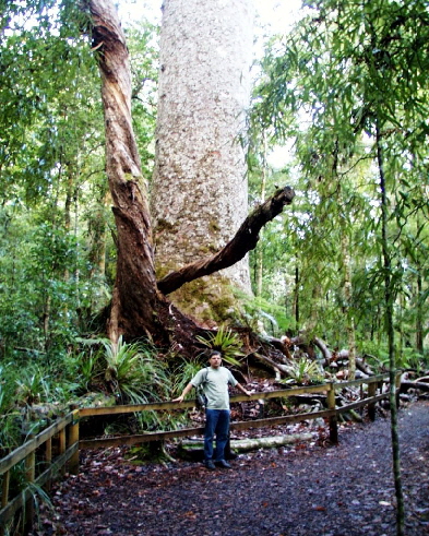 k-NZ 2005 - Tag 17 -Kauri Wald (3)