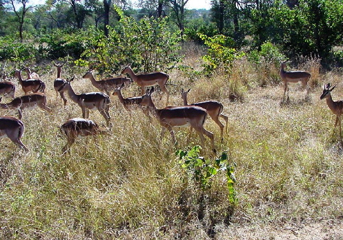 k-Sdafrika 2004 - Krger NP -Tierbeobachtungen (1)