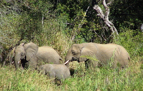 k-Sdafrika 2004 - Krger NP -Tierbeobachtungen (10)