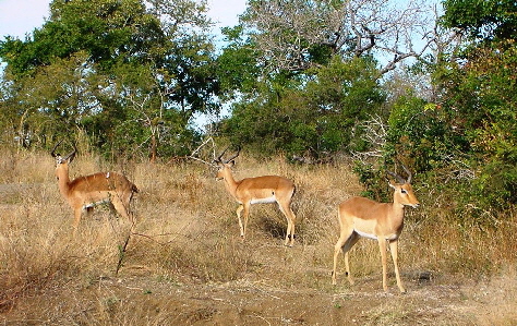 k-Sdafrika 2004 - Krger NP -Tierbeobachtungen (11)