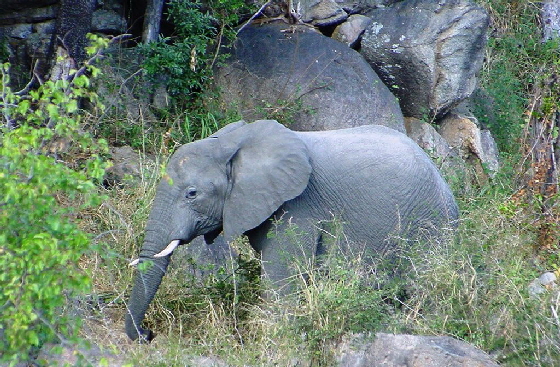 k-Sdafrika 2004 - Krger NP- Tierbeobachtungen (2)