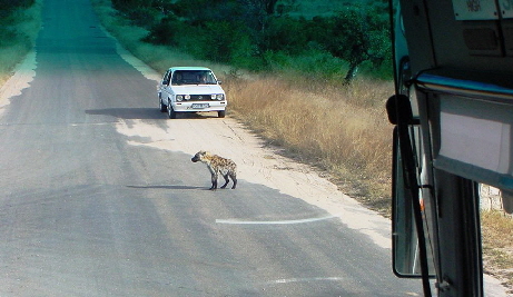 k-Sdafrika 2004 - Krger NP- Tierbeobachtungen (3)