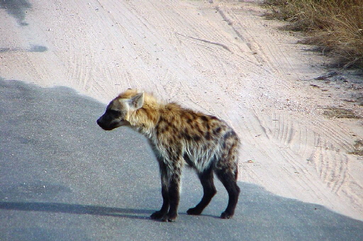 k-Sdafrika 2004 - Krger NP- Tierbeobachtungen (4)