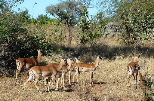 k-Sdafrika 2004 - Krger NP -Tierbeobachtungen (4)