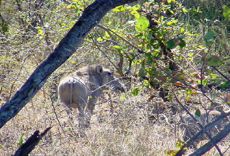 k-Sdafrika 2004 - Krger NP -Tierbeobachtungen (9)