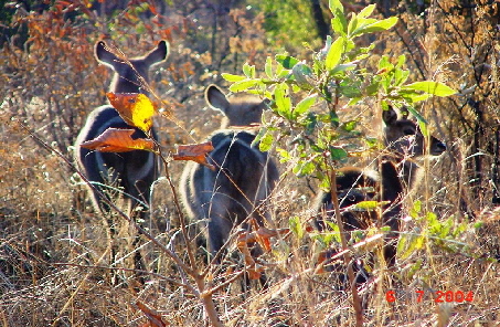 k-Sdafrika 2004 - Krger NP -Tierbeobachtungen