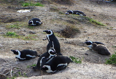 k-Sdafrika 2004 - Tag 2 Besichtigung Pinguinkolonie (1)