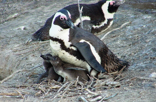 k-Sdafrika 2004 - Tag 2 Besichtigung Pinguinkolonie (11)