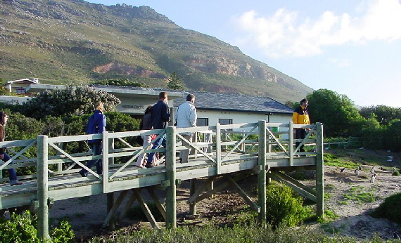 k-Sdafrika 2004 - Tag 2 Besichtigung Pinguinkolonie (12)