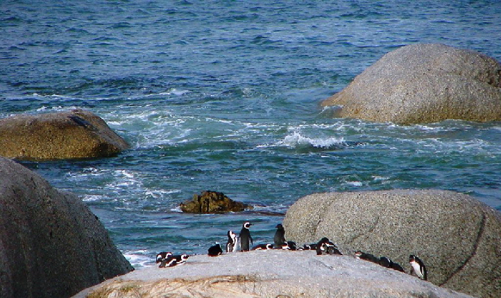 k-Sdafrika 2004 - Tag 2 Besichtigung Pinguinkolonie (2)