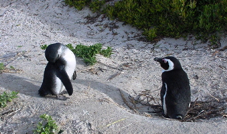 k-Sdafrika 2004 - Tag 2 Besichtigung Pinguinkolonie (4)