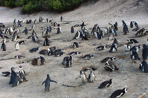 k-Sdafrika 2004 - Tag 2 Besichtigung Pinguinkolonie (5)