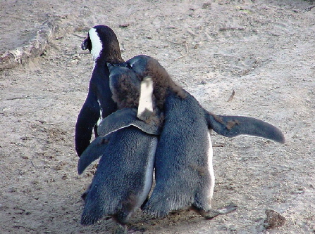 k-Sdafrika 2004 - Tag 2 Besichtigung Pinguinkolonie (8)