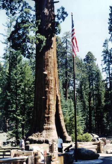 k-Sequoia NP-2