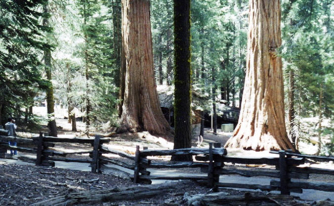 k-Sequoia NP-3