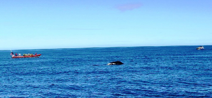 k-Tag 4 - Husavik Whale Watching Tour-28