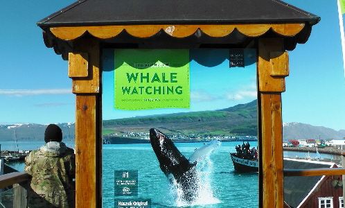 k-Tag 4 - Husavik Whale Watching Tour-3
