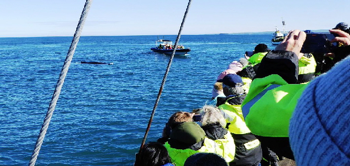 k-Tag 4 - Husavik Whale Watching Tour-32