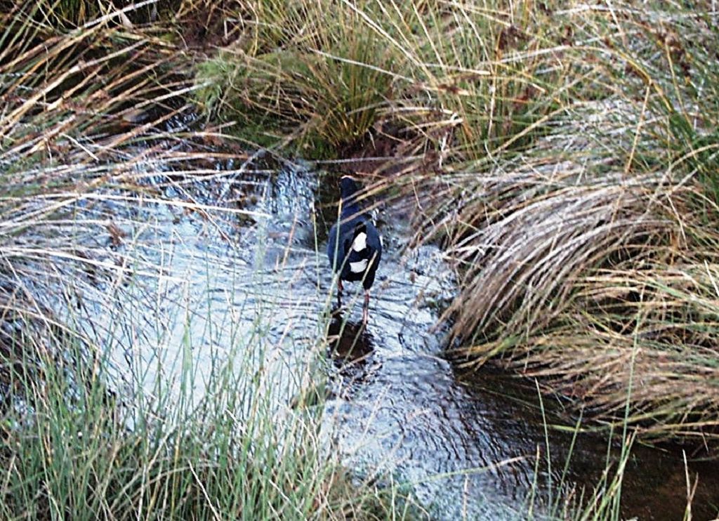 k-NZ 2005 - Tag 12 -AbelTasman NP (2)