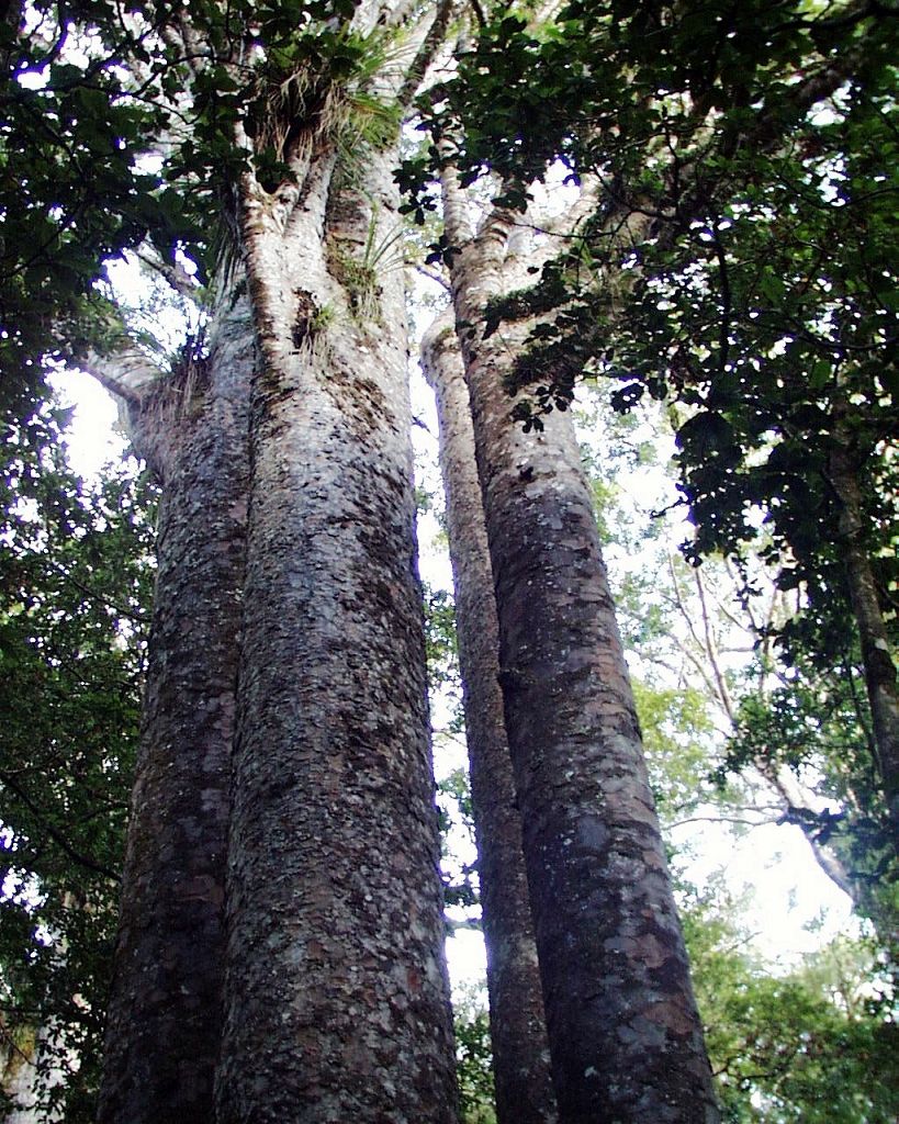 k-NZ 2005 - Tag 17 -Kauri Wald (2)