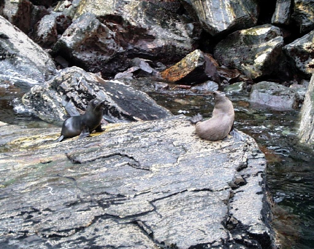k-NZ 2005 - Tag 6 -Milford Sound (14)