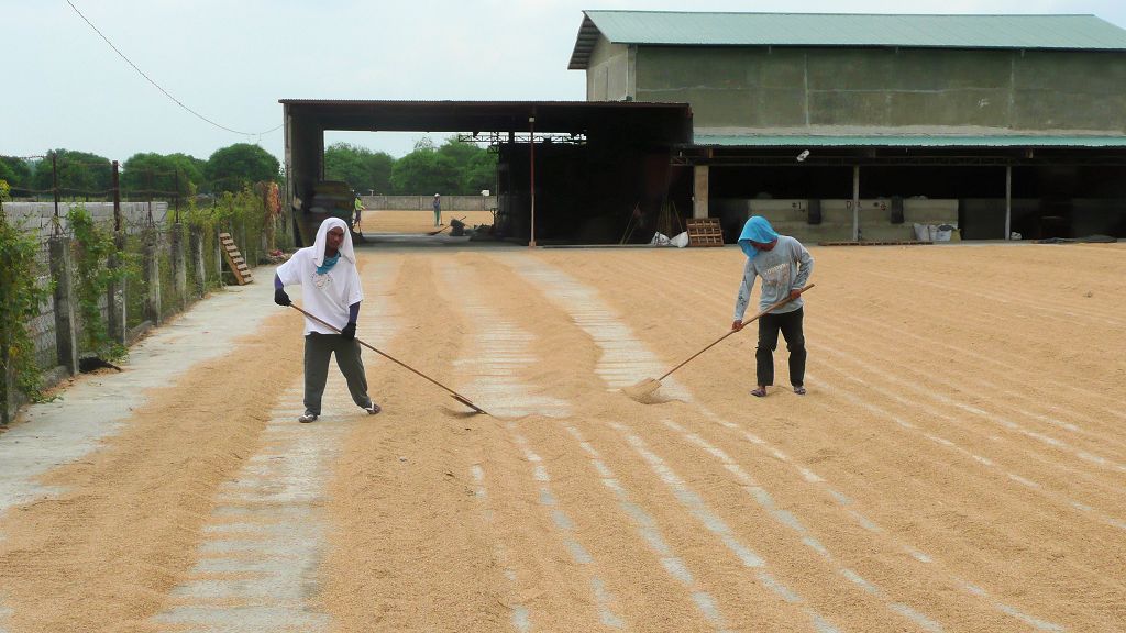 k-TAG 3 Fahrt nach Banaue Reisernte (1)