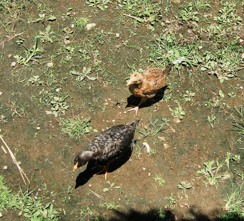 k-TAG 4 Ifugao Dorf Tiere 2