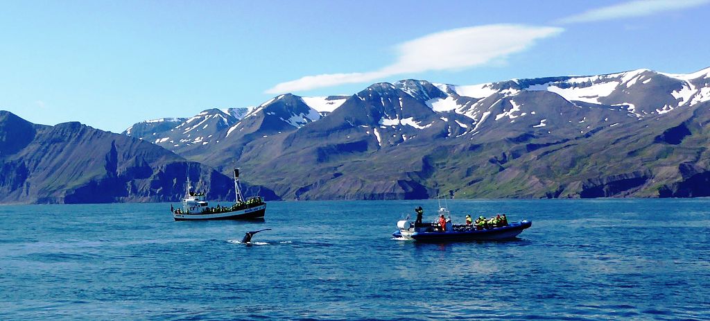 k-Tag 4 - Husavik Whale Watching Tour-24