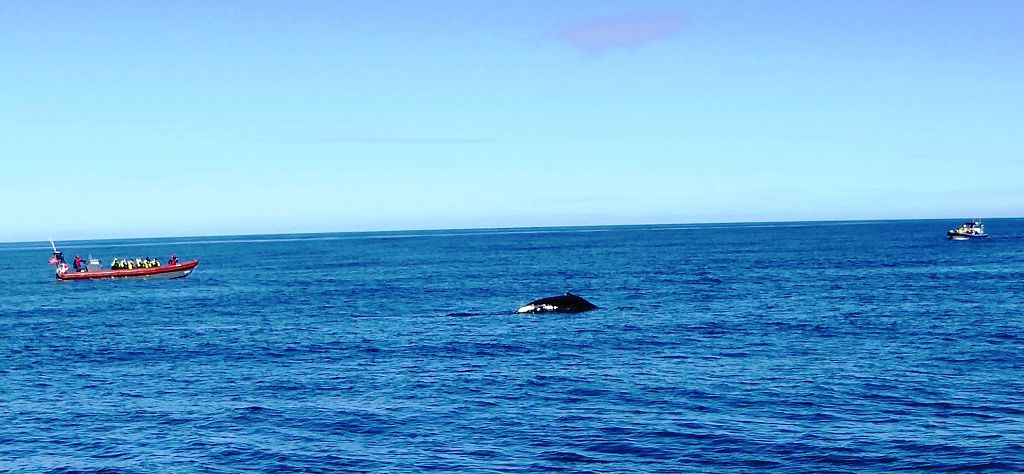 k-Tag 4 - Husavik Whale Watching Tour-28