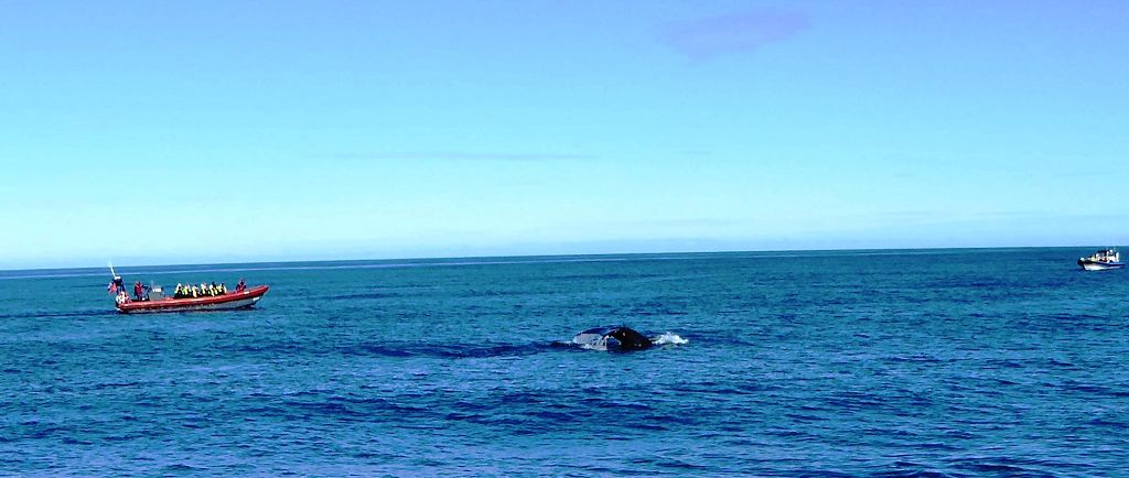 k-Tag 4 - Husavik Whale Watching Tour-29