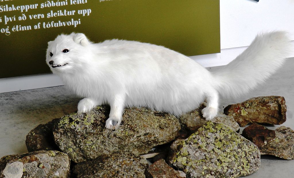 k-Tag 8 - Info Center Vatnajkuls Pjodgardur-5