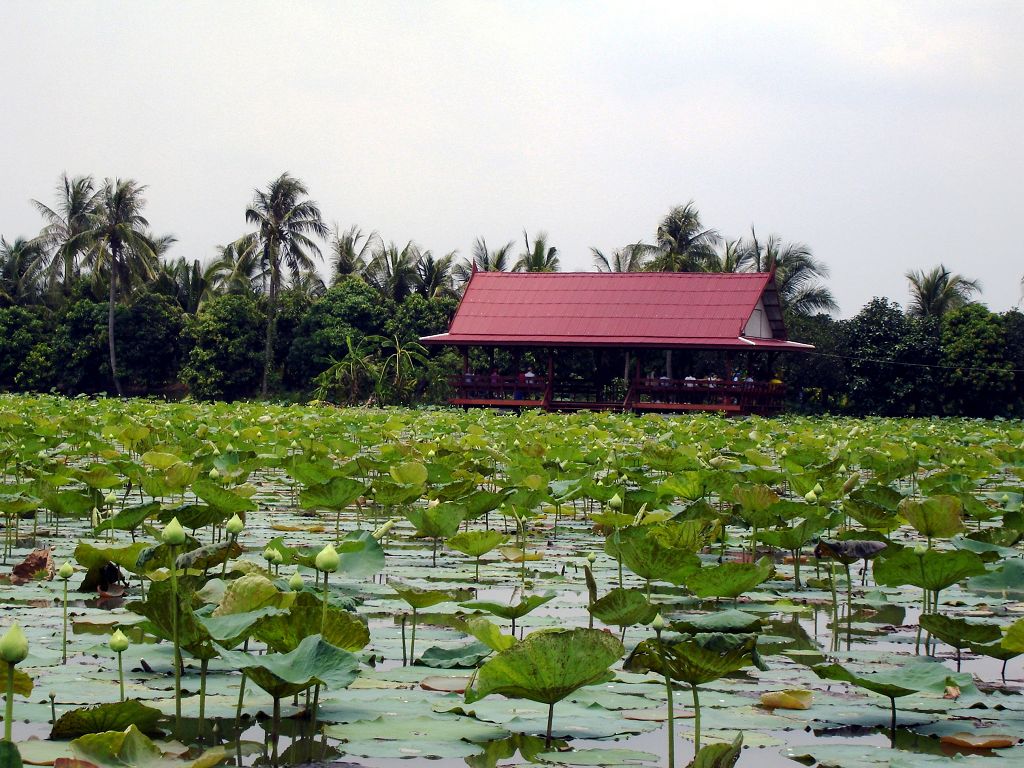 k-Thailand 2006 - Fahrt zum River Kwai- Bootstour zur Lotusfarm (39)