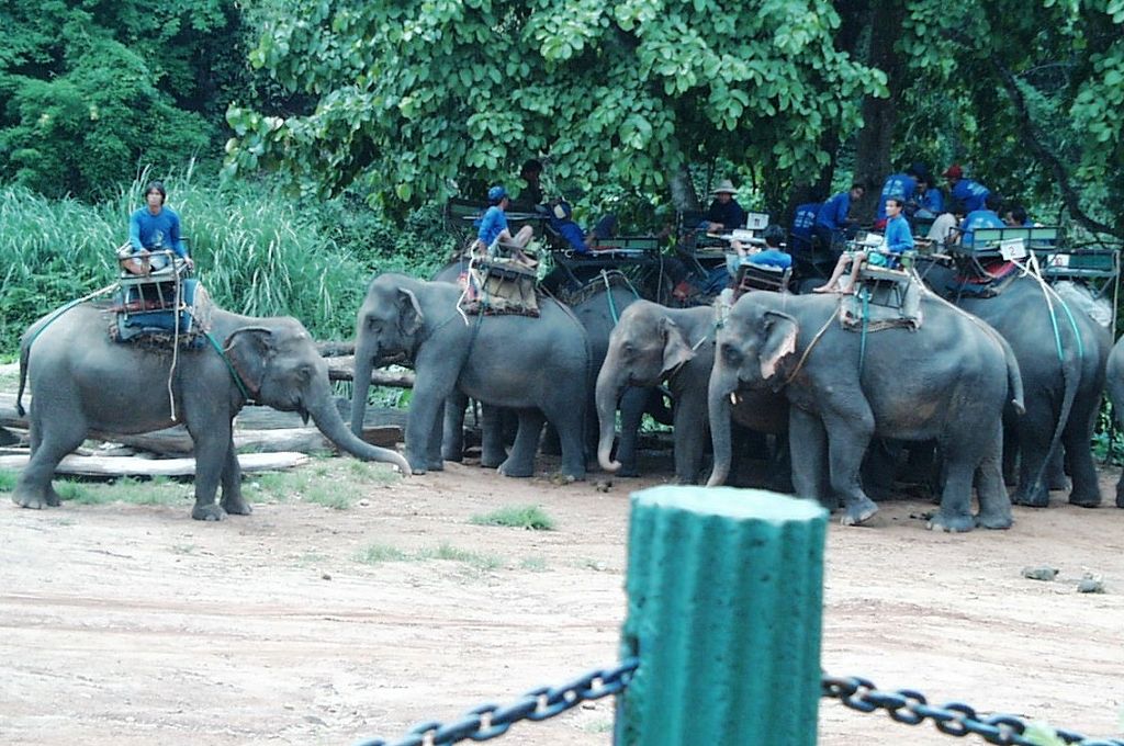 k-Thailand 2006 - Im Elephantencamp (4)